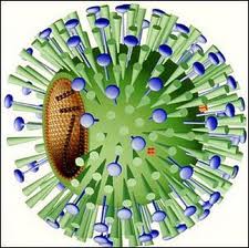 virus