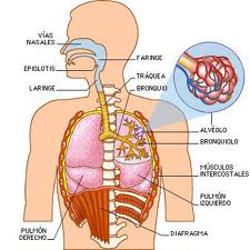anatomia respiración